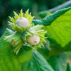 American Hazelnut Filbert -Fast Growing Trees Shop American Hazelnut 5 FGT