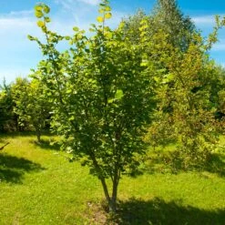 American Hazelnut Filbert -Fast Growing Trees Shop American Hazelnut 7