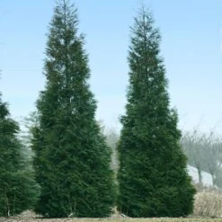 Full Speed A Hedge® American Pillar Arborvitae -Fast Growing Trees Shop American Pillar Arborvitae 1
