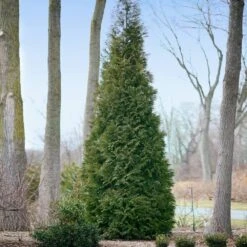 Full Speed A Hedge® American Pillar Arborvitae -Fast Growing Trees Shop American Pillar Arborvitae 2