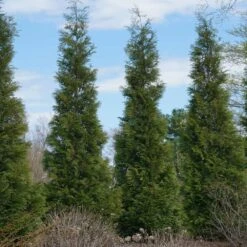 Full Speed A Hedge® American Pillar Arborvitae -Fast Growing Trees Shop American Pillar Arborvitae 3
