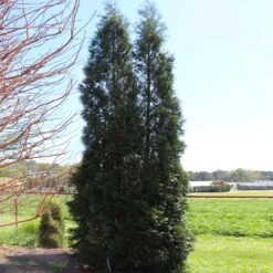 Full Speed A Hedge® American Pillar Arborvitae -Fast Growing Trees Shop American Pillar Arborvitae 5 FGT