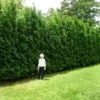 Full Speed A Hedge® American Pillar Arborvitae -Fast Growing Trees Shop American Pillar Arborvitae 600x600 15bd0c00 a879 48d7 a20e 597115f67062