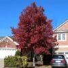 American Red Maple Tree -Fast Growing Trees Shop American Red Maple FGT 600x600 492d9cf8 88f9 4386 a55f fc705add88cf