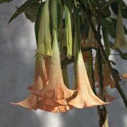 Peach Angel Trumpet 5 Peach Angel Trumpet -Fast Growing Trees Shop Angel Trumpet Vine 1 FGT