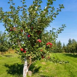 Anna Apple Tree 7 Anna Apple Tree -Fast Growing Trees Shop Anna Apple 5 18fd1efa 6104 495b b124 94041e7fae48