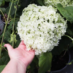 Annabelle Hydrangea Shrub -Fast Growing Trees Shop Annabelle Hydrangea 3