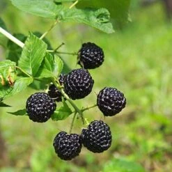 Apache Blackberry - USDA Organic -Fast Growing Trees Shop Apache Blackberry 450 D1 4179cffd f3d4 477a bfba 36257375e93a