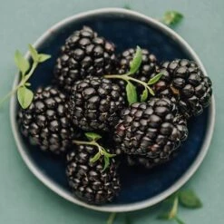 Apache Blackberry - USDA Organic -Fast Growing Trees Shop Apache Blackberry 450 D2 0178c099 4324 413f a424 048cda519a64