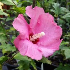 Aphrodite Rose Of Sharon Althea Shrub -Fast Growing Trees Shop Aphrodite Rose of Sharon 1