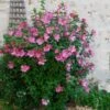 Aphrodite Rose Of Sharon Althea Shrub -Fast Growing Trees Shop Aphrodite Rose of Sharon 600x600 557a84dc aec1 46e4 b6c9 ac3b30a0d8c7
