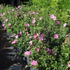 Aphrodite Rose Of Sharon Althea Shrub -Fast Growing Trees Shop Aphrodite Rose of Sharon 6 FGT