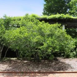 Apollo Winterberry Holly Shrub -Fast Growing Trees Shop Apollo WInterberry 2