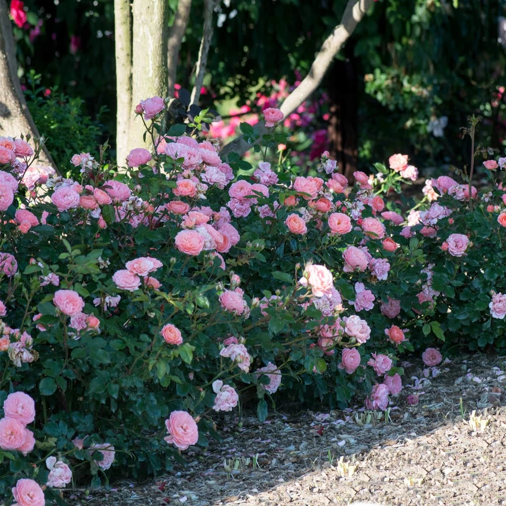 Apricot Drift® Rose 2 Apricot Drift® Rose - Image 2