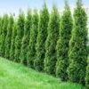 Degroot's Spire Thuja Arborvitae Tree -Fast Growing Trees Shop Arborvitae Degroots Sprie 600x600 41708b47 2d9d 4d9d abef b3f9940bb3df
