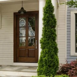 Degroot's Spire Thuja Arborvitae Tree -Fast Growing Trees Shop Arborvitae degroots Spire 3