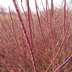 Arctic Fire® Red Twig Dogwood 8 Arctic Fire® Red Twig Dogwood -Fast Growing Trees Shop Arctic Fire Twig Dogwood 3