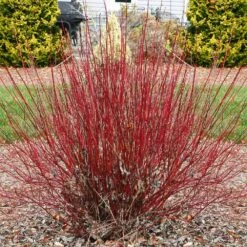 Fast Growing Trees Shop -Fast Growing Trees Shop Arctic Fire Twig Dogwood 4 FGT