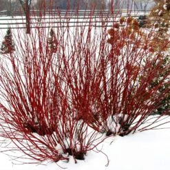 Arctic Fire® Red Twig Dogwood 9 Arctic Fire® Red Twig Dogwood -Fast Growing Trees Shop Arctic Fire Twig Dogwood 5 FGT