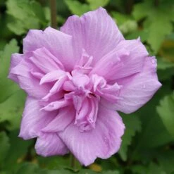 Ardens Rose Of Sharon Althea Shrub -Fast Growing Trees Shop Ardens Rose of Sharon 3