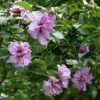 Ardens Rose Of Sharon Althea Shrub -Fast Growing Trees Shop Ardens Rose of Sharon FGT 600x600 457c9491 47ef 4aa0 8317 eab1882be387