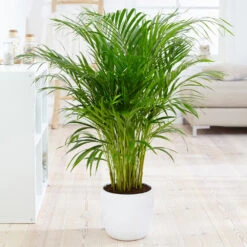 Boho House Plant Kit -Fast Growing Trees Shop Areca Palm 4 FGT fcbe875e 49cd 4b51 b093 6501553ebaf3