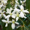 Armandii Snowdrift Clematis -Fast Growing Trees Shop Armondii Clematis FGT 600x600 c5009805 b21d 4f1c 9ab4 739096810d61