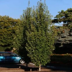 Armstrong Gold® Maple 9 Armstrong Gold® Maple -Fast Growing Trees Shop Armstrong Gold 3