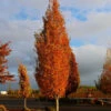 Armstrong Gold® Maple 11 Armstrong Gold® Maple -Fast Growing Trees Shop Armstrong Gold 600x600 f7e3e5ec a481 4bf5 b862 b855ca01f749
