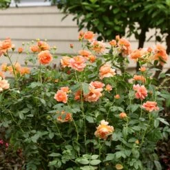 At Last® Rose -Fast Growing Trees Shop At Last Rose 7 FGT