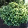 Japanese Gold Dust Aucuba Shrub -Fast Growing Trees Shop Aucuba Japonica Gold Dust 600x600 5fbb13f8 57d7 41a4 8038 4f2d1c089017