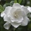 August Beauty Gardenia Shrub -Fast Growing Trees Shop August Beauty Gardenia 2 FGT