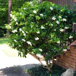 August Beauty Gardenia Shrub -Fast Growing Trees Shop August Beauty Gardenia 3 FGT