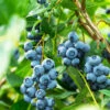 Aurora Blueberry Bush - USDA Organic -Fast Growing Trees Shop Aurora Blueberry 600x600 e80cd67e 674b 401e 8ae1 d187eed16f20