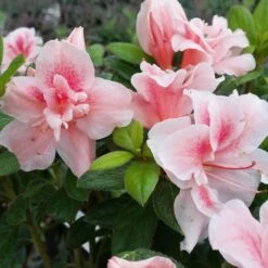Autumn Belle® Encore® Azalea Shrub -Fast Growing Trees Shop Autumn Belle Encore Azalea FGT 3