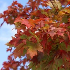 Autumn Blaze® Red Maple Tree -Fast Growing Trees Shop Autumn Blaze Maple 1 FGT 02e73945 a16c 4061 b9a0 6b4cb44f5bb6
