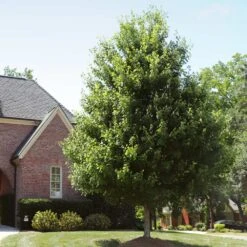 Autumn Blaze® Red Maple Tree -Fast Growing Trees Shop Autumn Blaze Maple 2 FGT