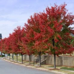 Autumn Blaze® Red Maple Tree -Fast Growing Trees Shop Autumn Blaze Maple 3 FGT