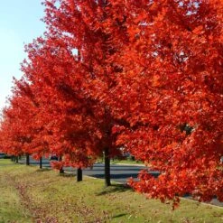 Autumn Blaze® Red Maple Tree -Fast Growing Trees Shop Autumn Blaze Maple FGT