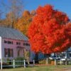 Autumn Blaze® Red Maple Tree -Fast Growing Trees Shop Autumn Blaze Maple FGT 600x600 ff448029 ba05 4007 837e f320ae56420e