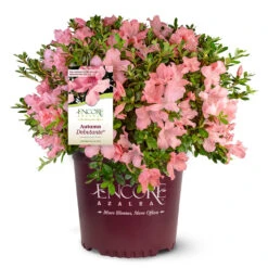 Autumn Debutante® Encore® Azalea -Fast Growing Trees Shop Autumn Debutante Encore 4