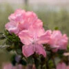 Autumn Debutante® Encore® Azalea -Fast Growing Trees Shop Autumn Debutante Encore FGT 600x600 35b13a59 d650 4ece bdbc dda26d308139