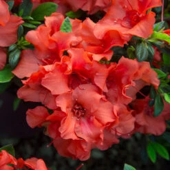 Autumn Embers® Encore® Azalea -Fast Growing Trees Shop Autumn Embers Azalea 5