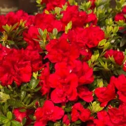 Autumn Bonfire® Encore® Azalea 6 Autumn Bonfire® Encore® Azalea -Fast Growing Trees Shop Autumn Encore Bonfire Azaleas 1