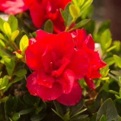 Autumn Bonfire® Encore® Azalea 7 Autumn Bonfire® Encore® Azalea -Fast Growing Trees Shop Autumn Encore Bonfire Azaleas 3
