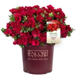 Autumn Fire® Encore® Azalea Shrub -Fast Growing Trees Shop Autumn Fire Encore Azalea 1