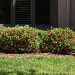 Autumn Fire® Encore® Azalea Shrub -Fast Growing Trees Shop Autumn Fire Encore Azalea 6