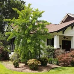 Autumn Gold Ginkgo Tree 7 Autumn Gold Ginkgo Tree -Fast Growing Trees Shop Autumn Gold Ginkgo Biloba 1 FGT