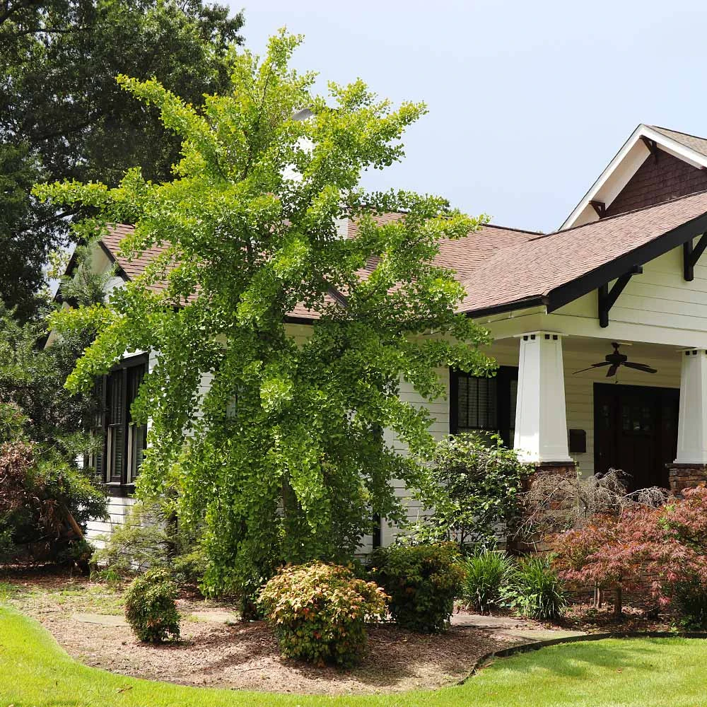 Autumn Gold Ginkgo Tree 3 Autumn Gold Ginkgo Tree - Image 3