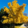 Autumn Gold Ginkgo Tree 10 Autumn Gold Ginkgo Tree -Fast Growing Trees Shop Autumn Gold Ginkgo Biloba FGT 600x600 c5e614ed b912 42be 88d8 3707ca840882